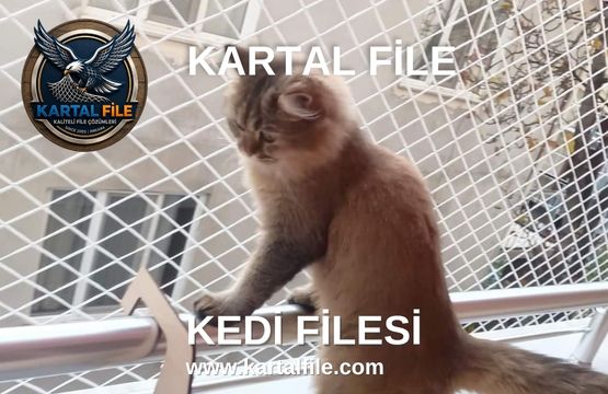 Kedi Filesi, Kedi Güvenlik Filesi